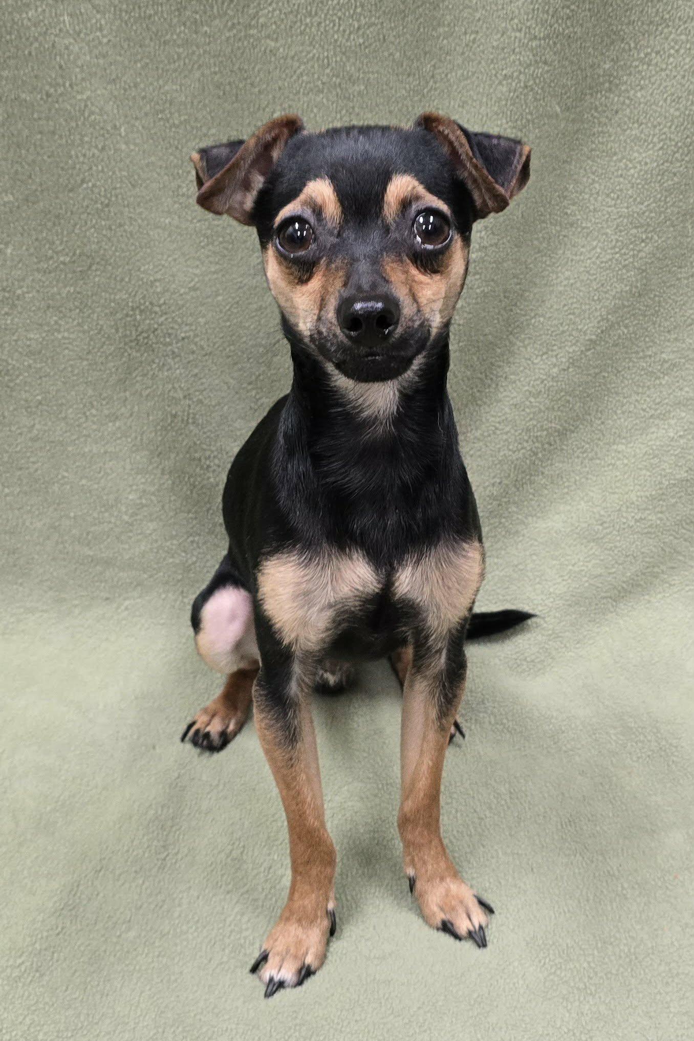 Enlarge Mateo, an adoption pending mixed breed in Frankfort, IN image 3/4