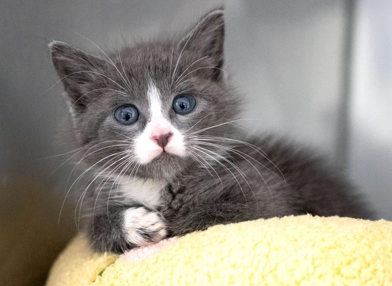 Nora, Adoptable, Kitten Female Domestic Short Hair.