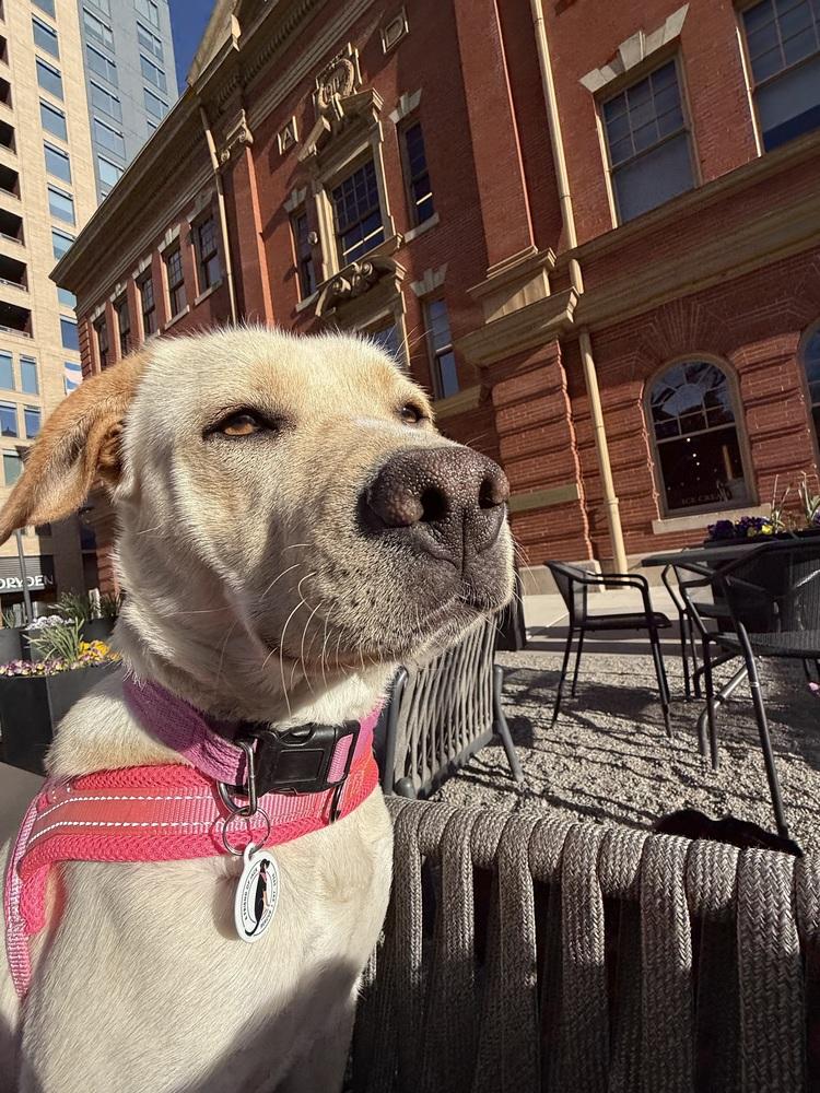 Amber, Adoptable, Young Female Labrador Retriever & Mixed Breed.