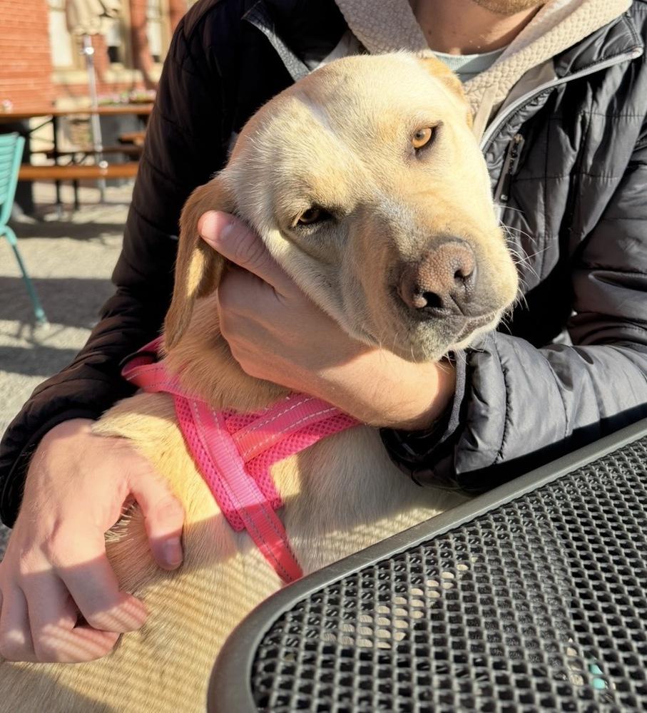 Amber, a Adoptable mixed breed in Denver, CO image 5/6