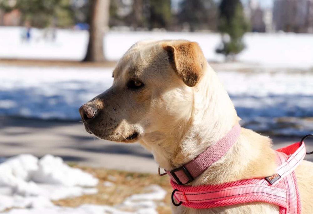 Amber, a Adoptable mixed breed in Denver, CO image 6/6