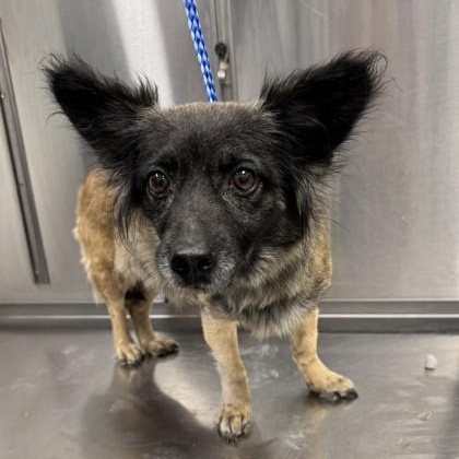 Ducky, adopted, Adult Female Chihuahua.