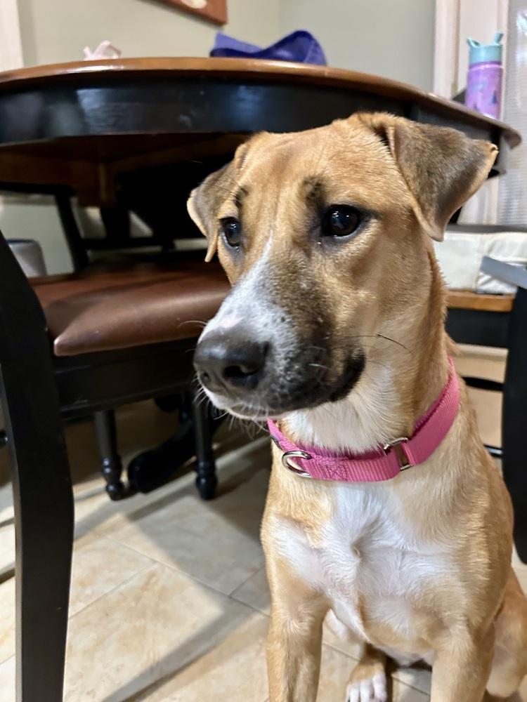 Enlarge Lemon, a Adoptable mixed breed in Valley Stream, NY image 1/6