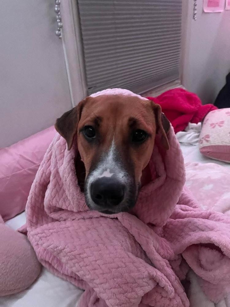 Enlarge Lemon, a Adoptable mixed breed in Valley Stream, NY image 2/6