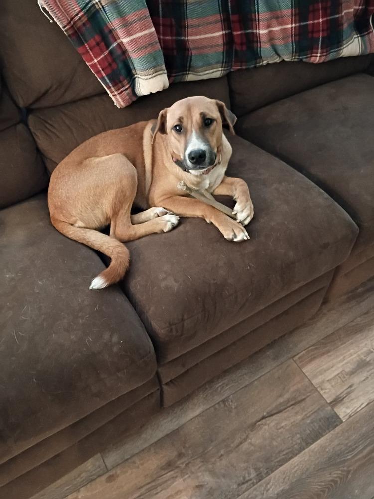 Enlarge Lemon, a Adoptable mixed breed in Valley Stream, NY image 4/6