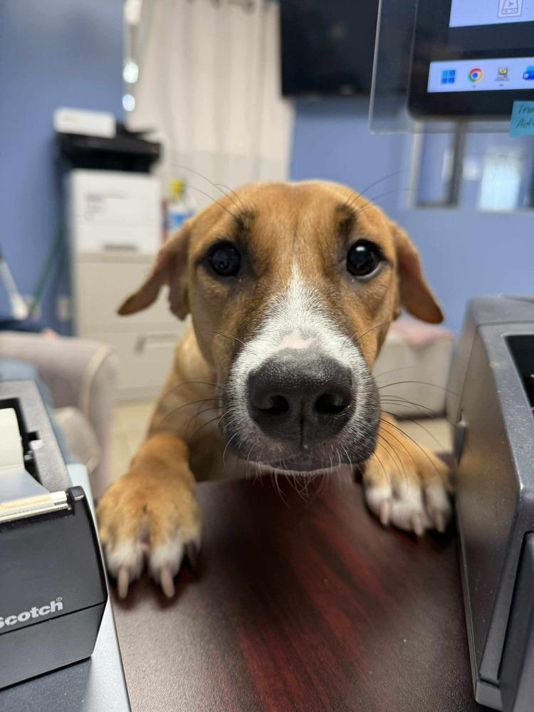 Enlarge Lemon, a Adoptable mixed breed in Valley Stream, NY image 3/6