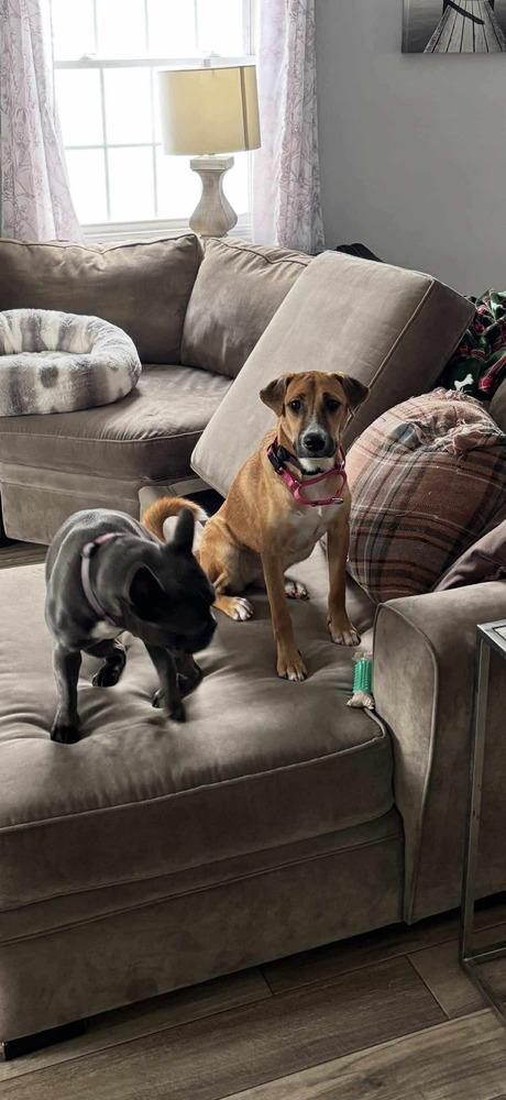 Enlarge Lemon, a Adoptable mixed breed in Valley Stream, NY image 4/6