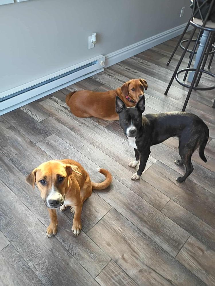 Enlarge Lemon, a Adoptable mixed breed in Valley Stream, NY image 4/6