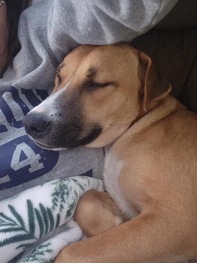 Enlarge Lemon, a Adoptable mixed breed in Valley Stream, NY image 5/6