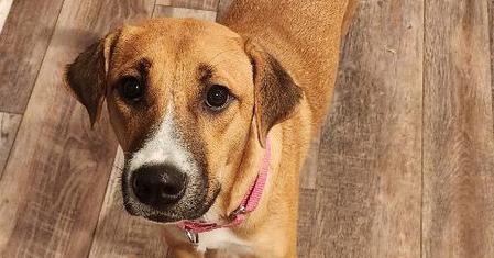 Enlarge Lemon, a Adoptable mixed breed in Valley Stream, NY image 6/6