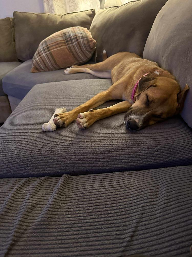 Enlarge Lemon, a Adoptable mixed breed in Valley Stream, NY image 6/6