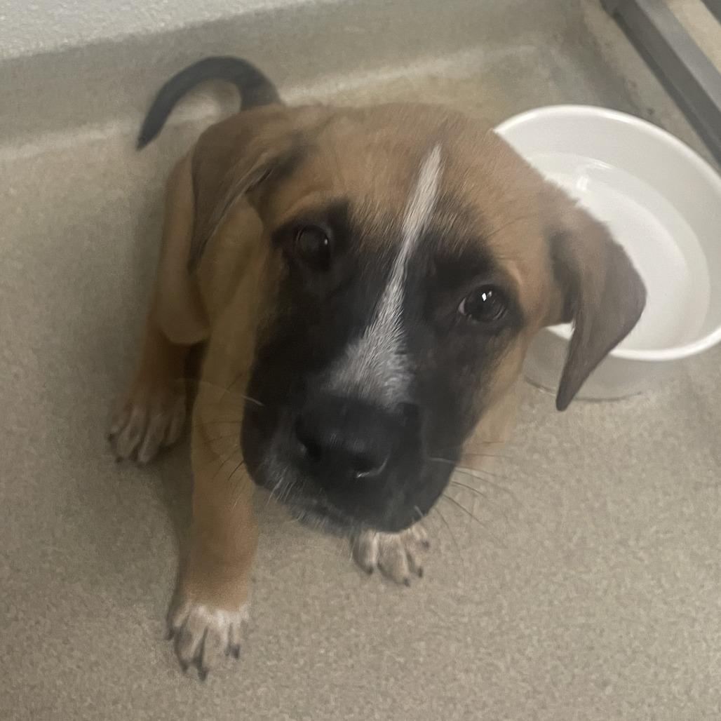 Punch, ADOPTABLE, Puppy Male Shepherd.