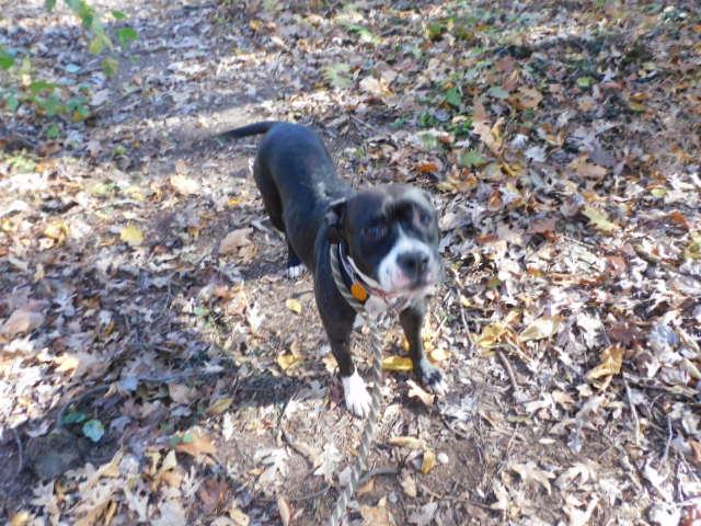 Enlarge ULA, a Adoptable Pit Bull Terrier in Millerstown, PA image 3/6
