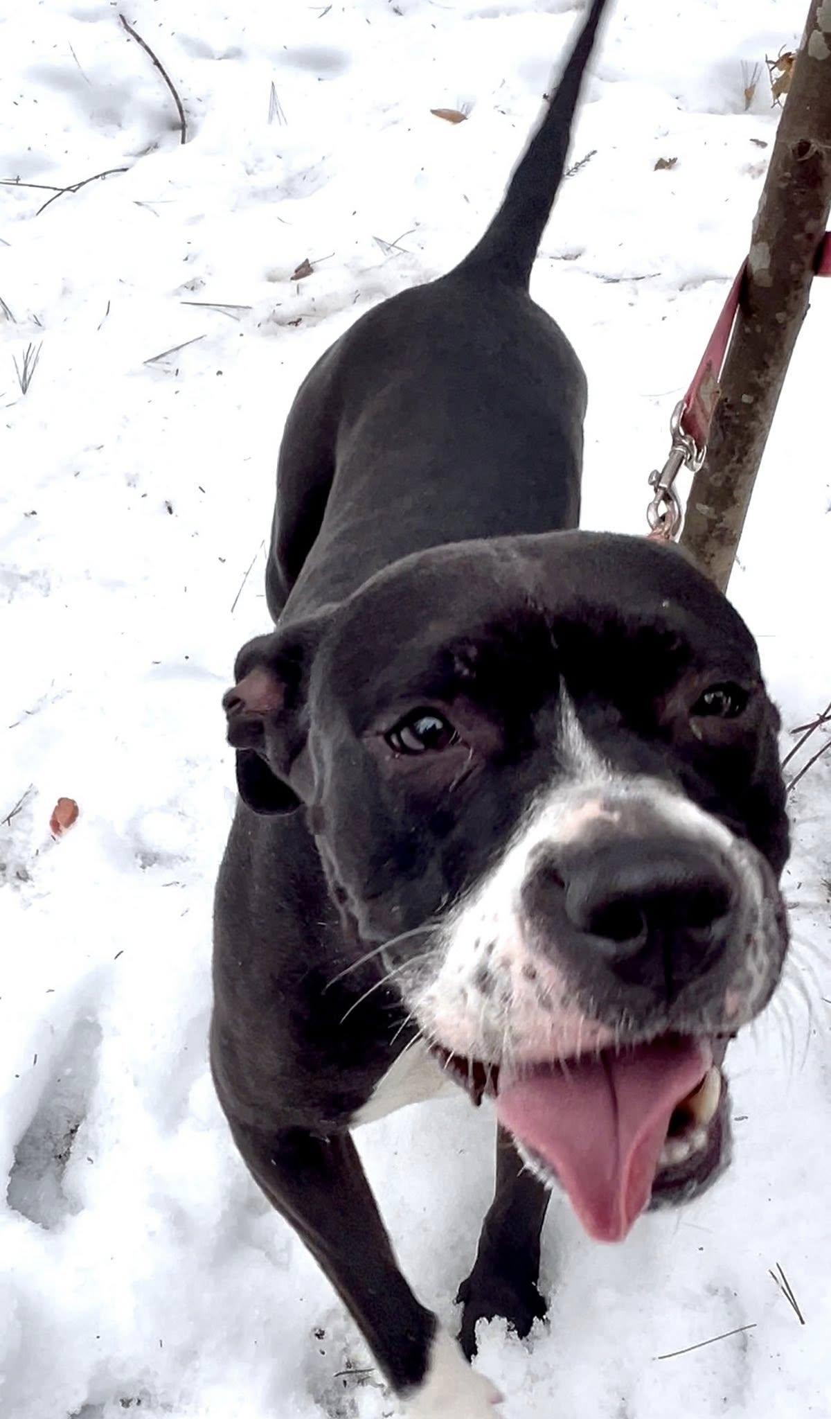 Enlarge ULA, a Adoptable Pit Bull Terrier in Millerstown, PA image 6/6