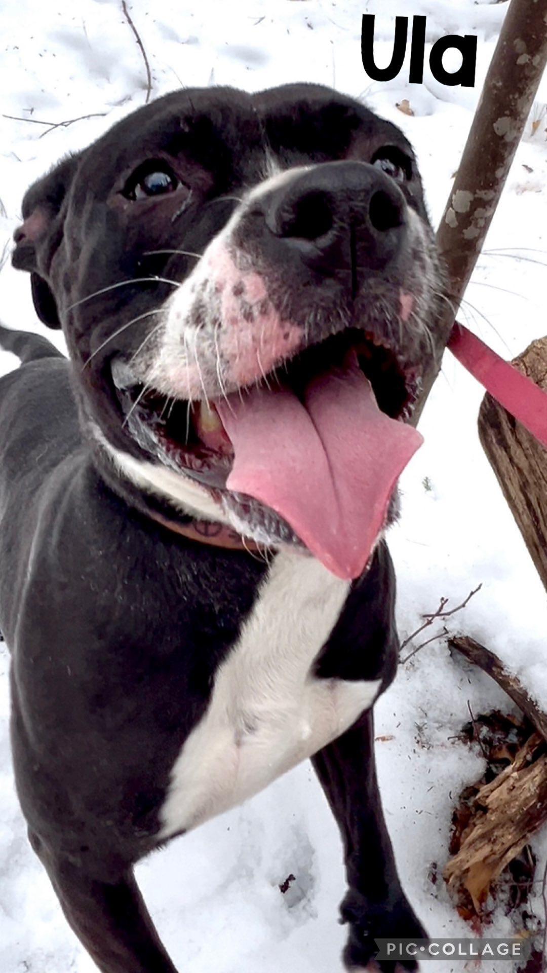 ULA, Adoptable, Adult Female Pit Bull Terrier.