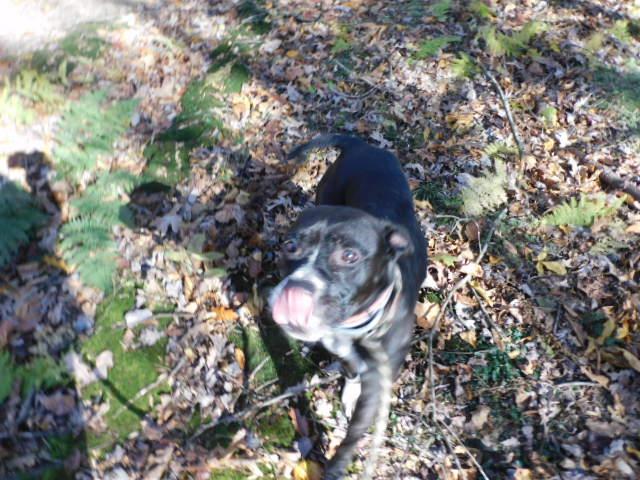 Enlarge ULA, a Adoptable Pit Bull Terrier in Millerstown, PA image 4/6