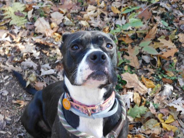 ULA, Adoptable, Adult Female Pit Bull Terrier.