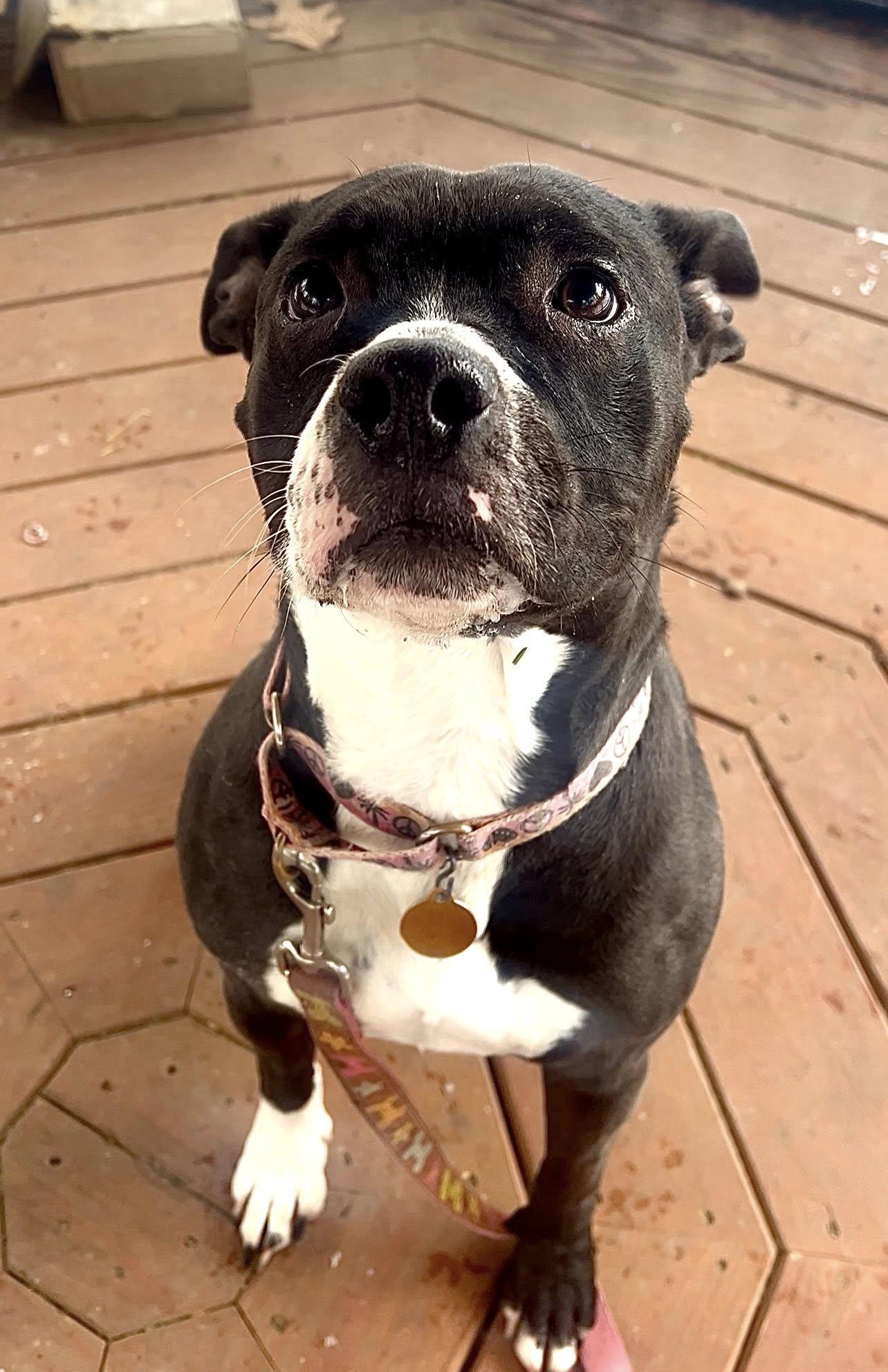 Enlarge ULA, a Adoptable Pit Bull Terrier in Millerstown, PA image 5/6