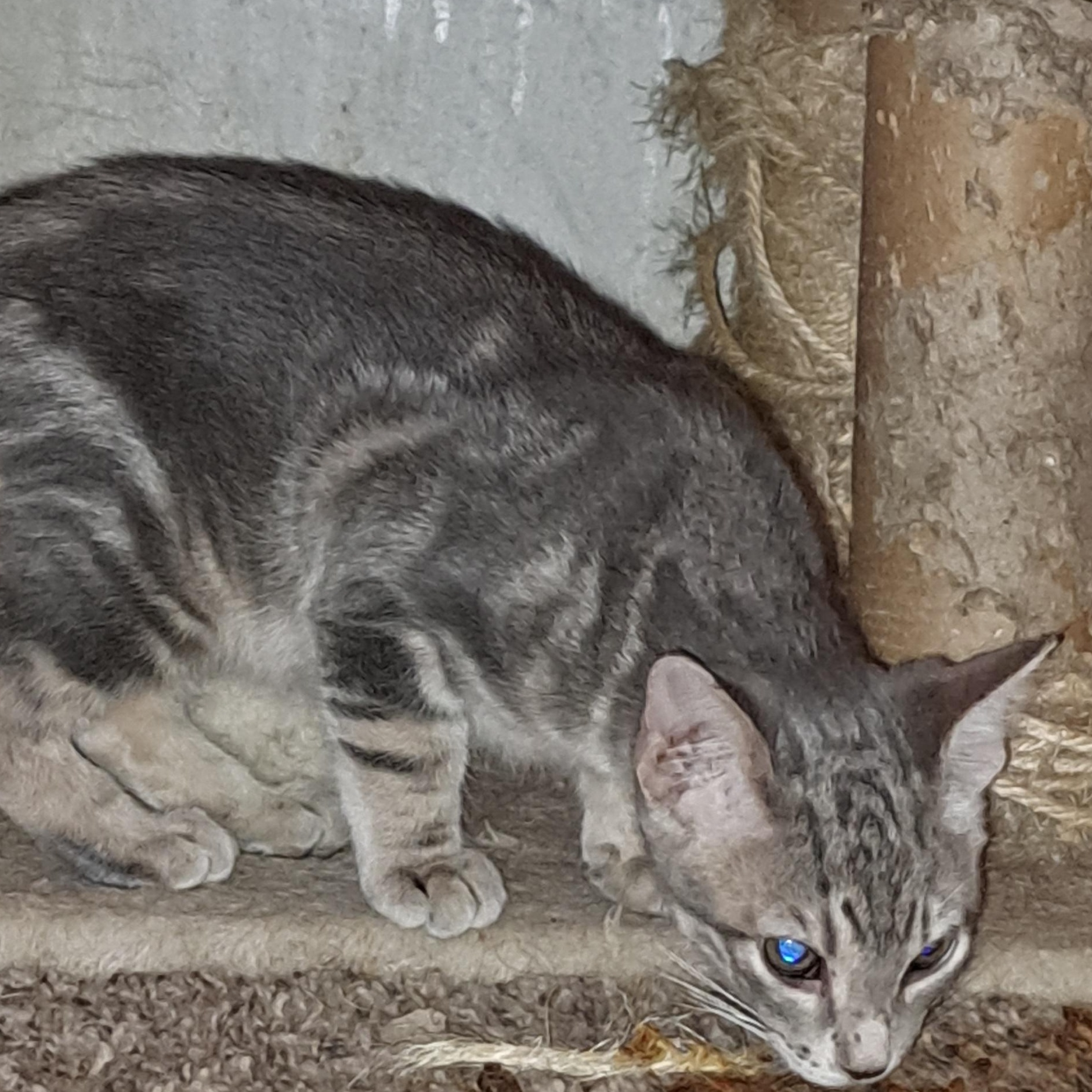 Big Brother, a Adoptable Tabby in White Settlement, TX image 3/3