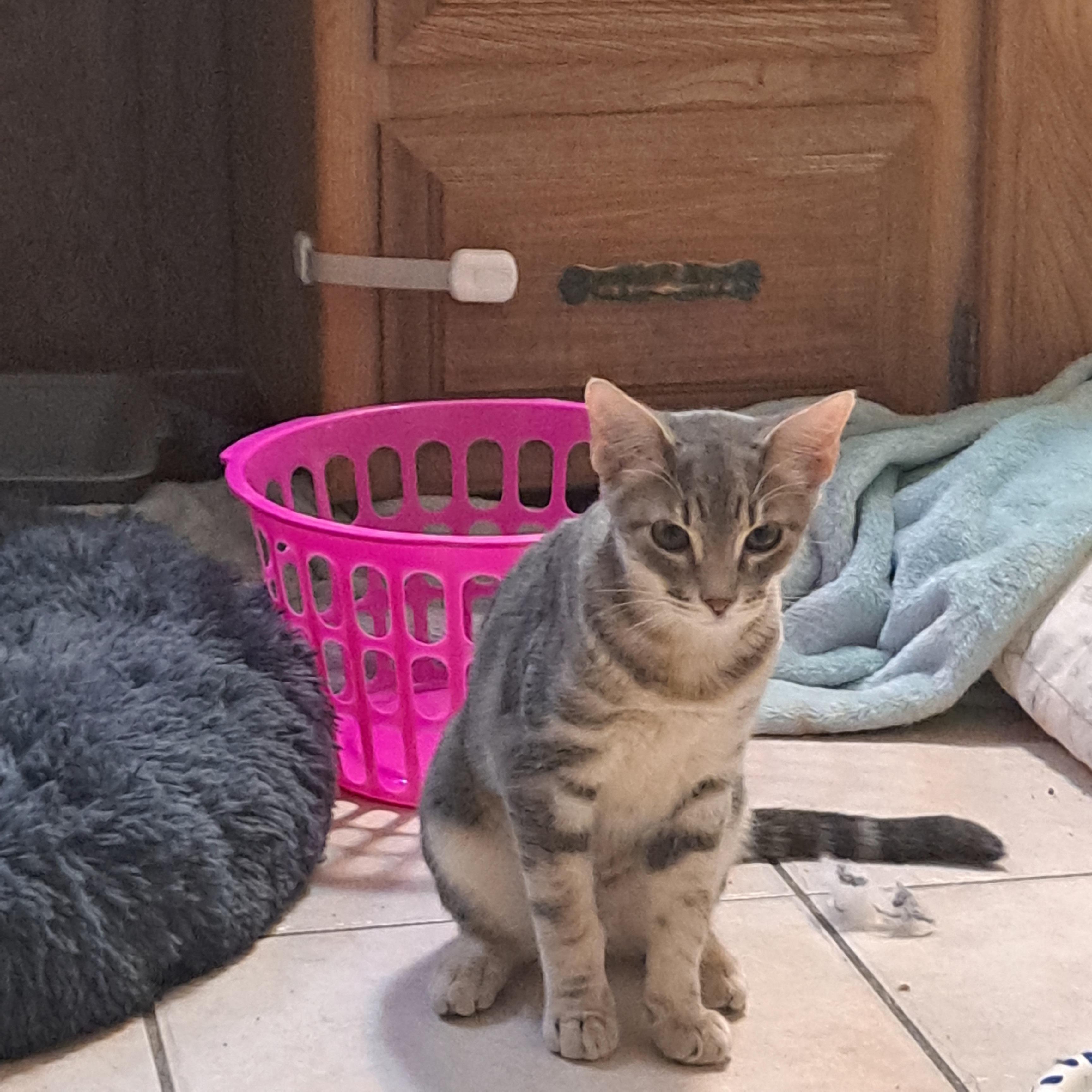 Big Brother, a Adoptable Tabby in White Settlement, TX image 2/3