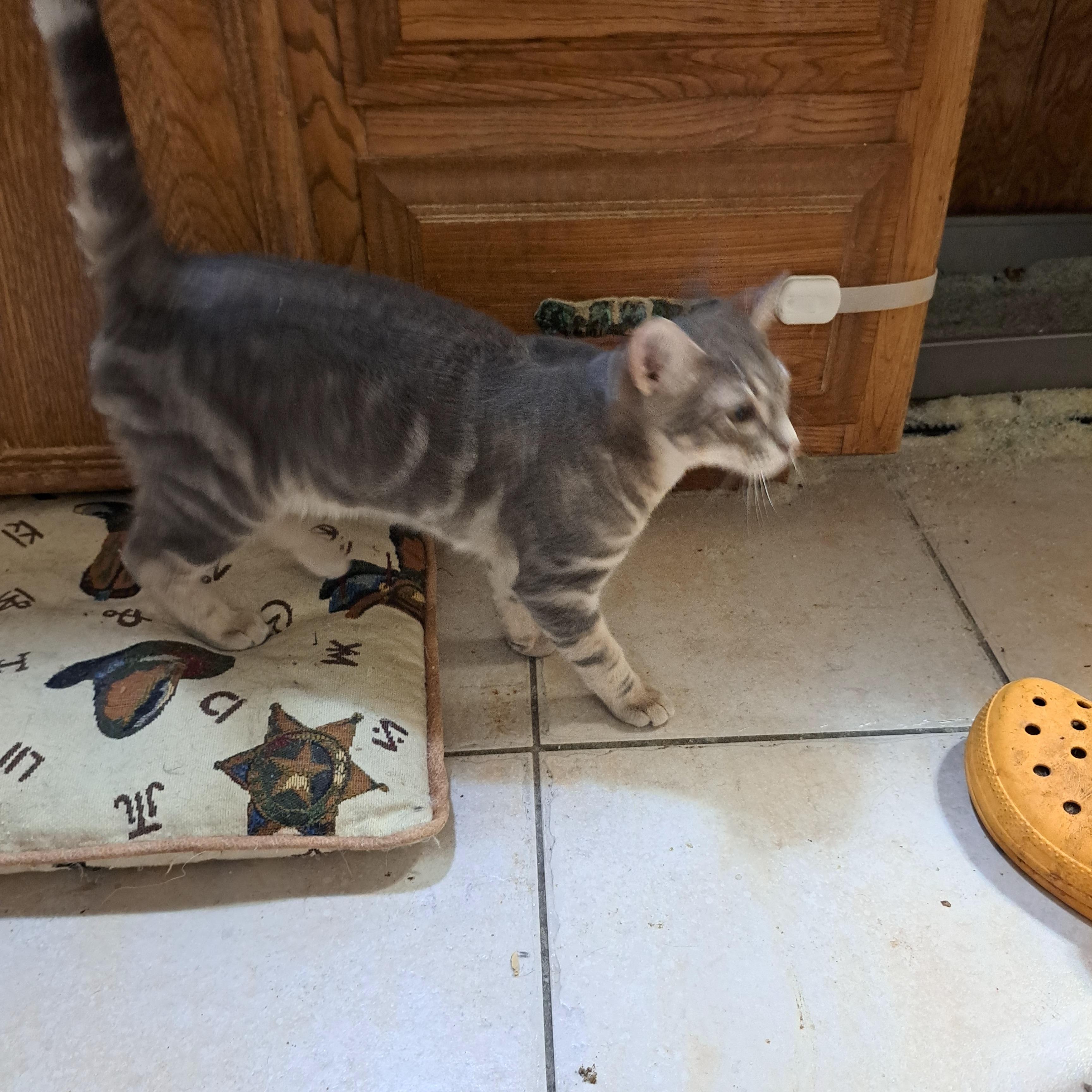 Big Brother, Adoptable, Young Male Tabby.