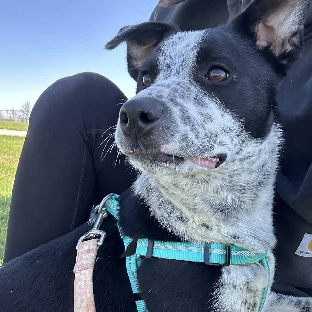 Pippi, Adoptable, Young Female Australian Cattle Dog / Blue Heeler & Border Collie.
