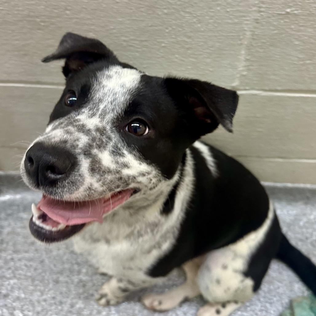 Enlarge Pippi, a Adoptable mixed breed in Chariton, IA image 1/2