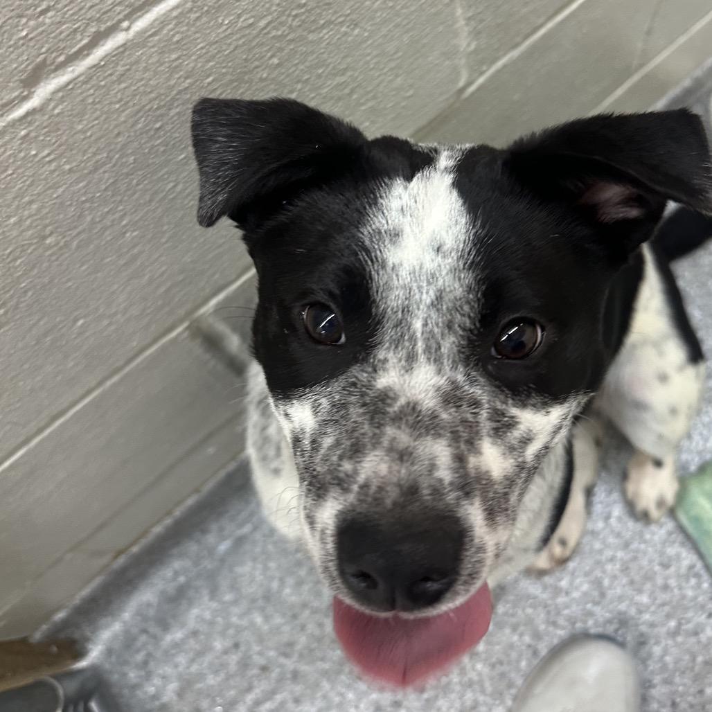 Enlarge Pippi, a Adoptable mixed breed in Chariton, IA image 2/2