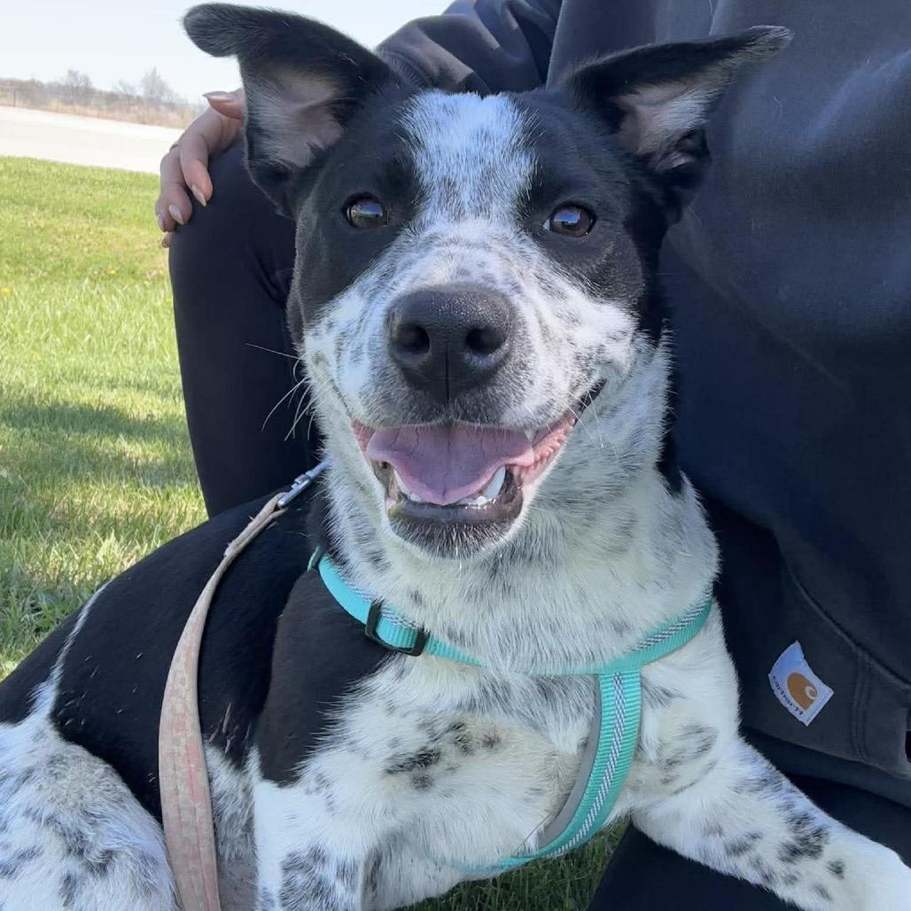 Pippi, a Adoptable mixed breed in Chariton, IA image 4/5