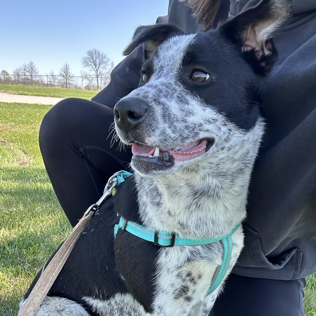 Pippi, a Adoptable mixed breed in Chariton, IA image 5/5