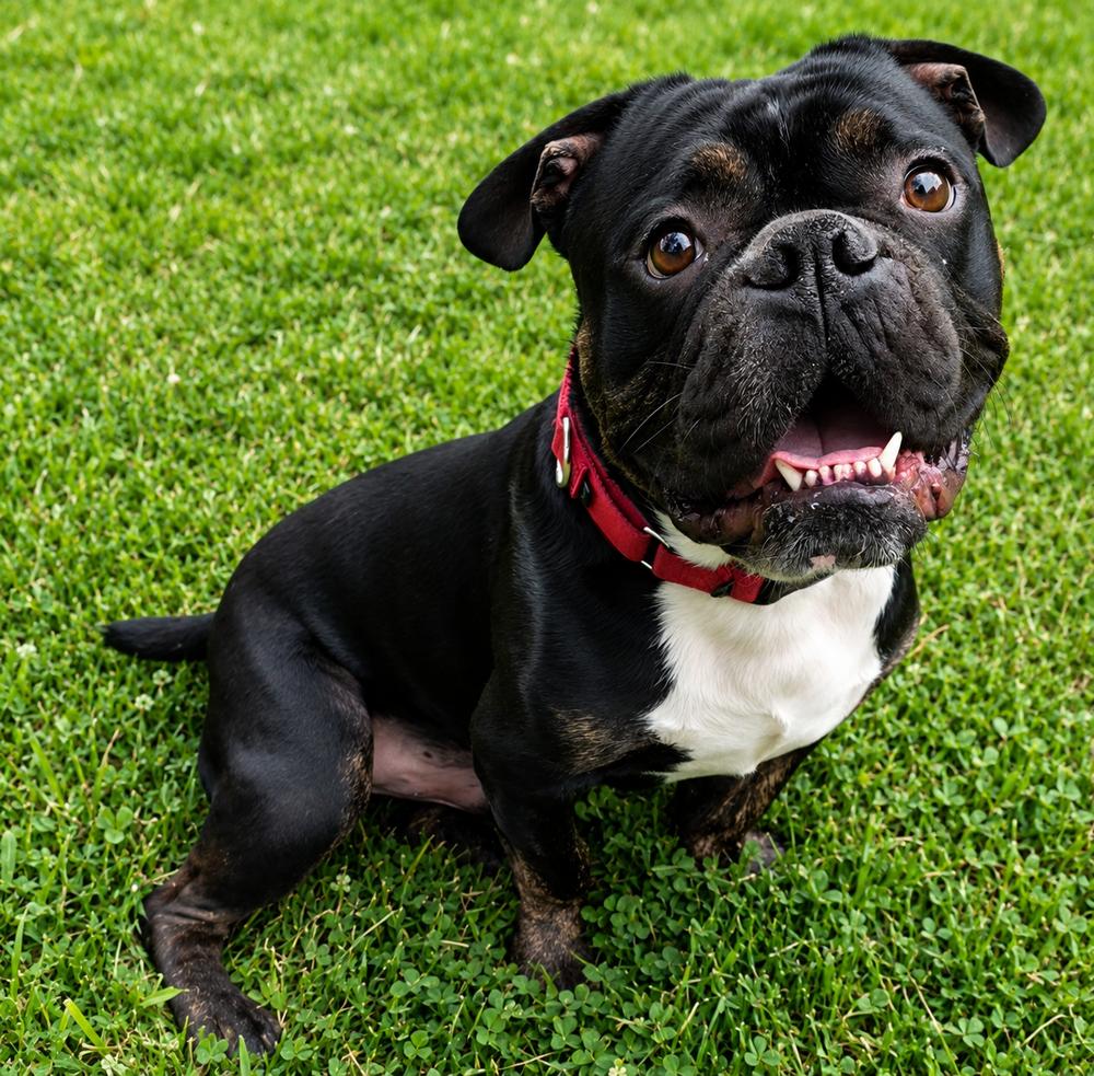 Angus, a Adoptable mixed breed in Oakland, MI image 1/6