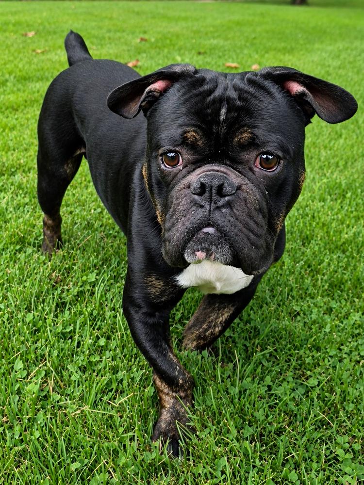 Angus, a Adoptable mixed breed in Oakland, MI image 2/6