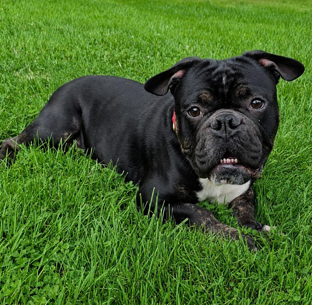 Angus, a Adoptable mixed breed in Oakland, MI image 3/6