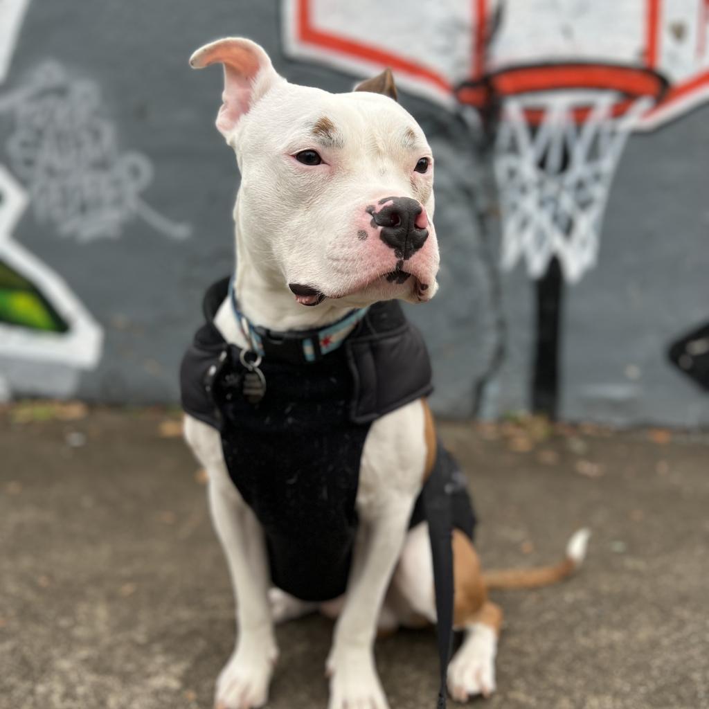 Otter, Adoptable, Adult Male Pit Bull Terrier & Mixed Breed.