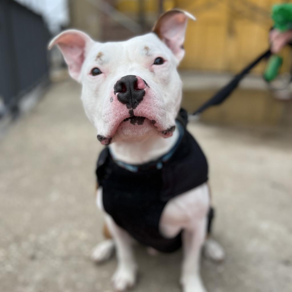 Enlarge Otter, a Adoptable mixed breed in Chicago, IL image 2/6