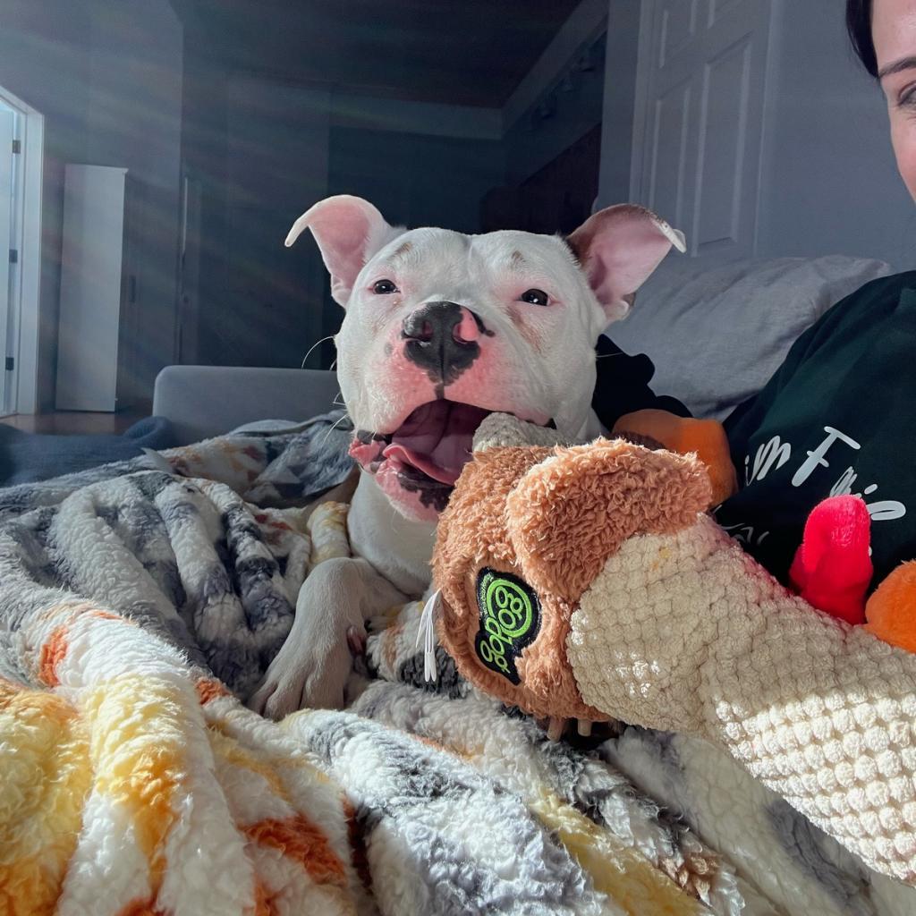 Enlarge Otter, a Adoptable mixed breed in Chicago, IL image 3/6