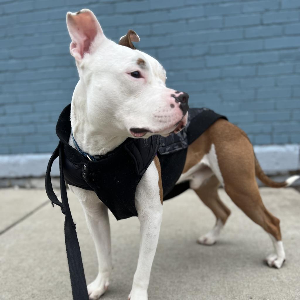 Enlarge Otter, a Adoptable mixed breed in Chicago, IL image 4/6