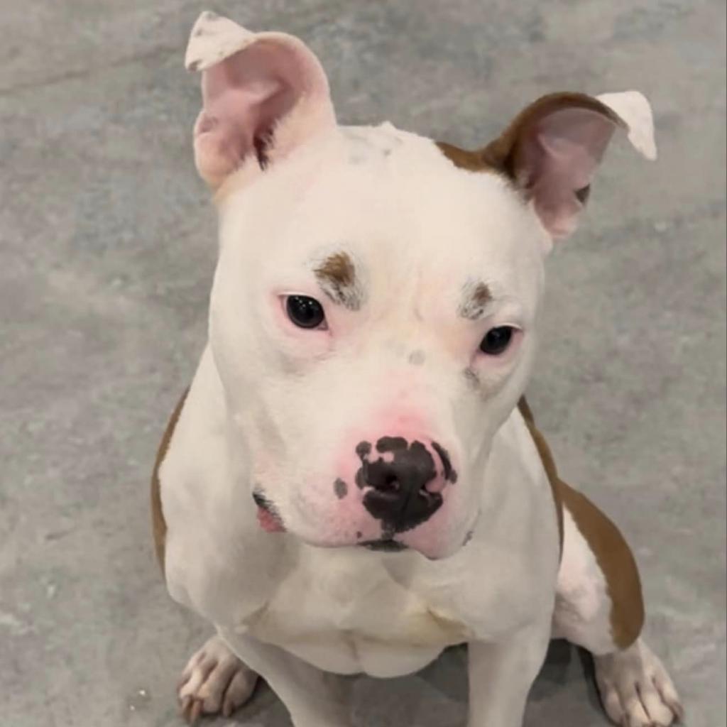 Enlarge Otter, a Adoptable mixed breed in Chicago, IL image 5/6