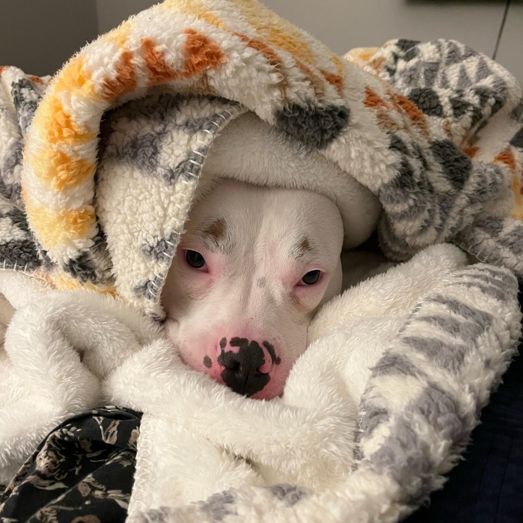 Enlarge Otter, a Adoptable mixed breed in Chicago, IL image 6/6