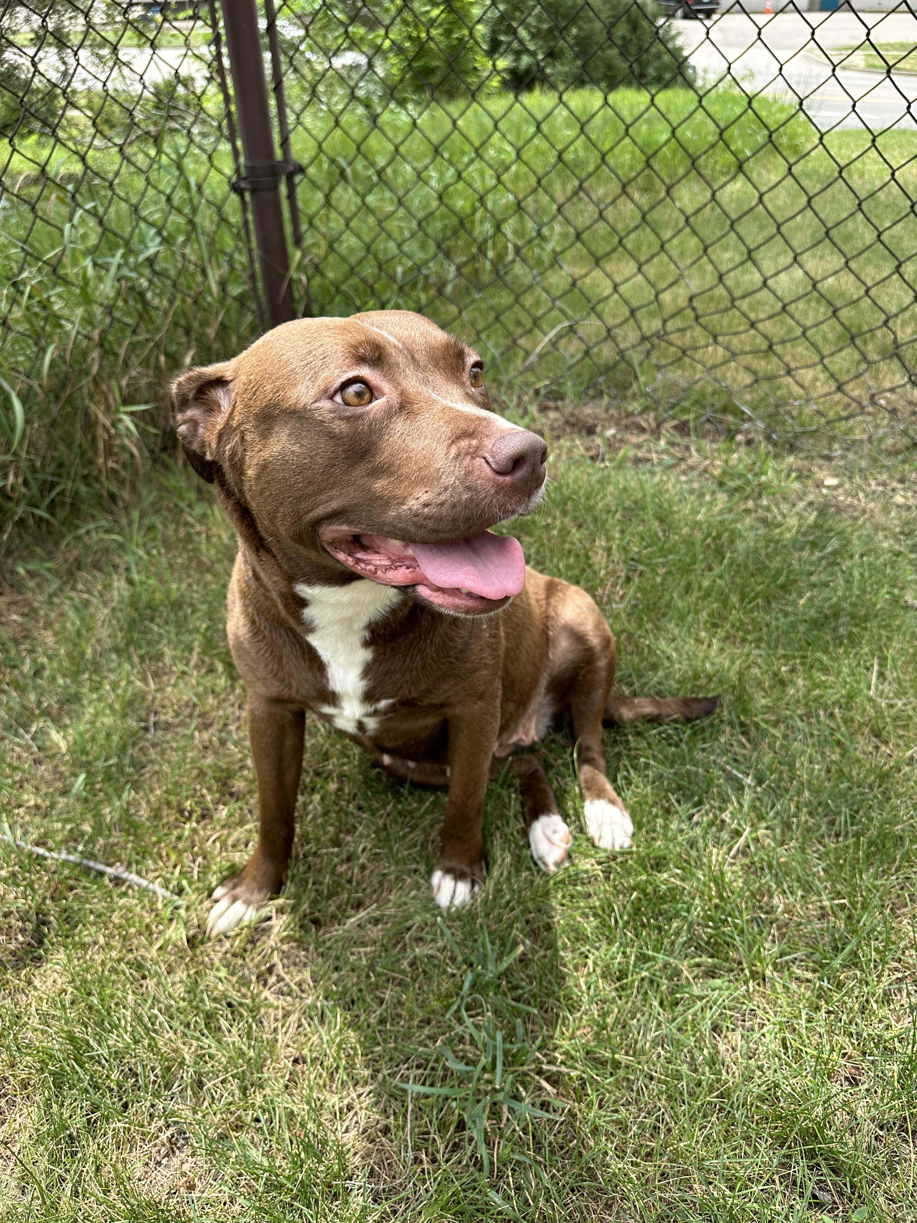Coco, a Adoptable mixed breed in Grand Rapids, MI image 3/6