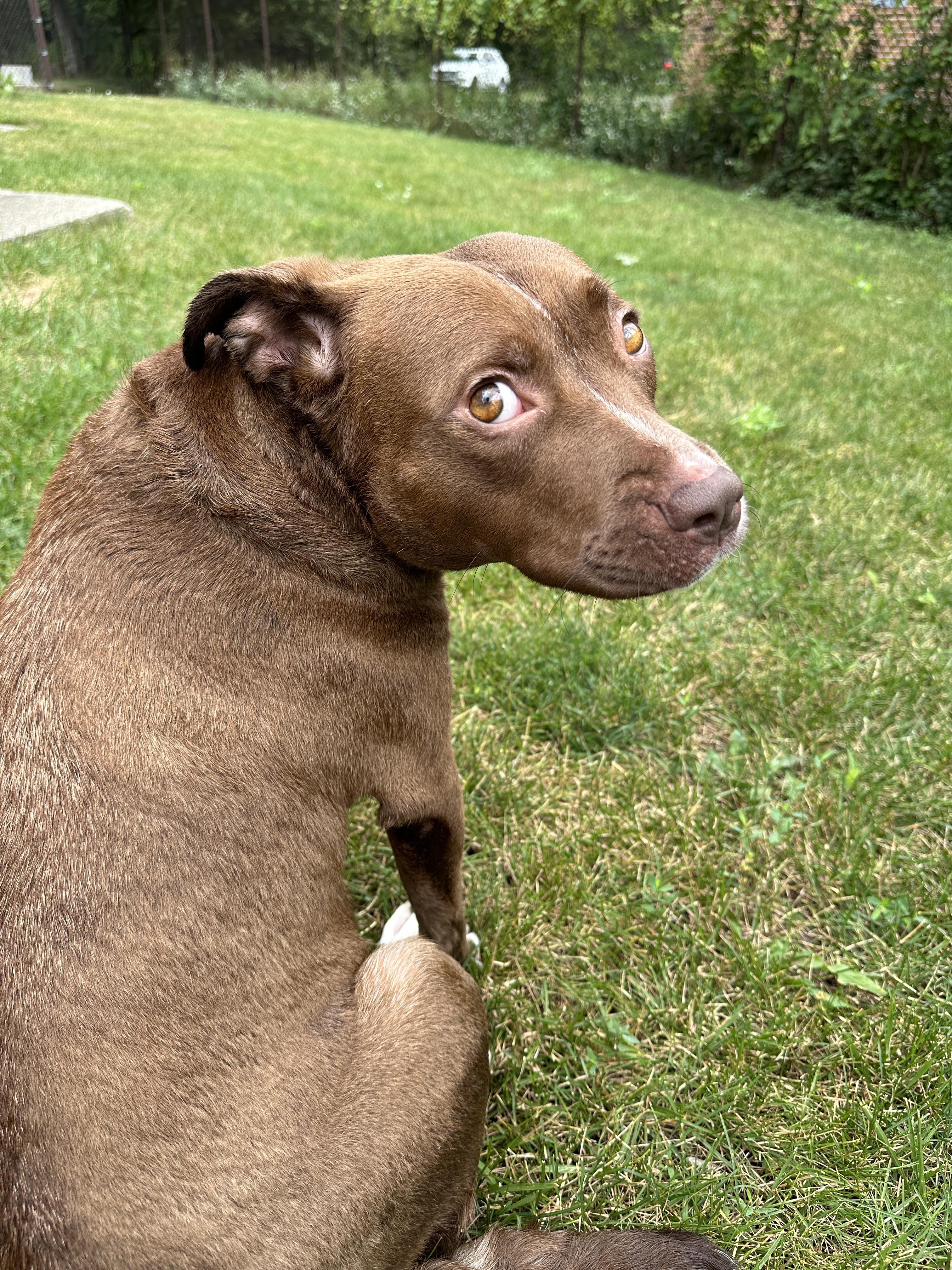 Coco, a Adoptable mixed breed in Grand Rapids, MI image 4/6