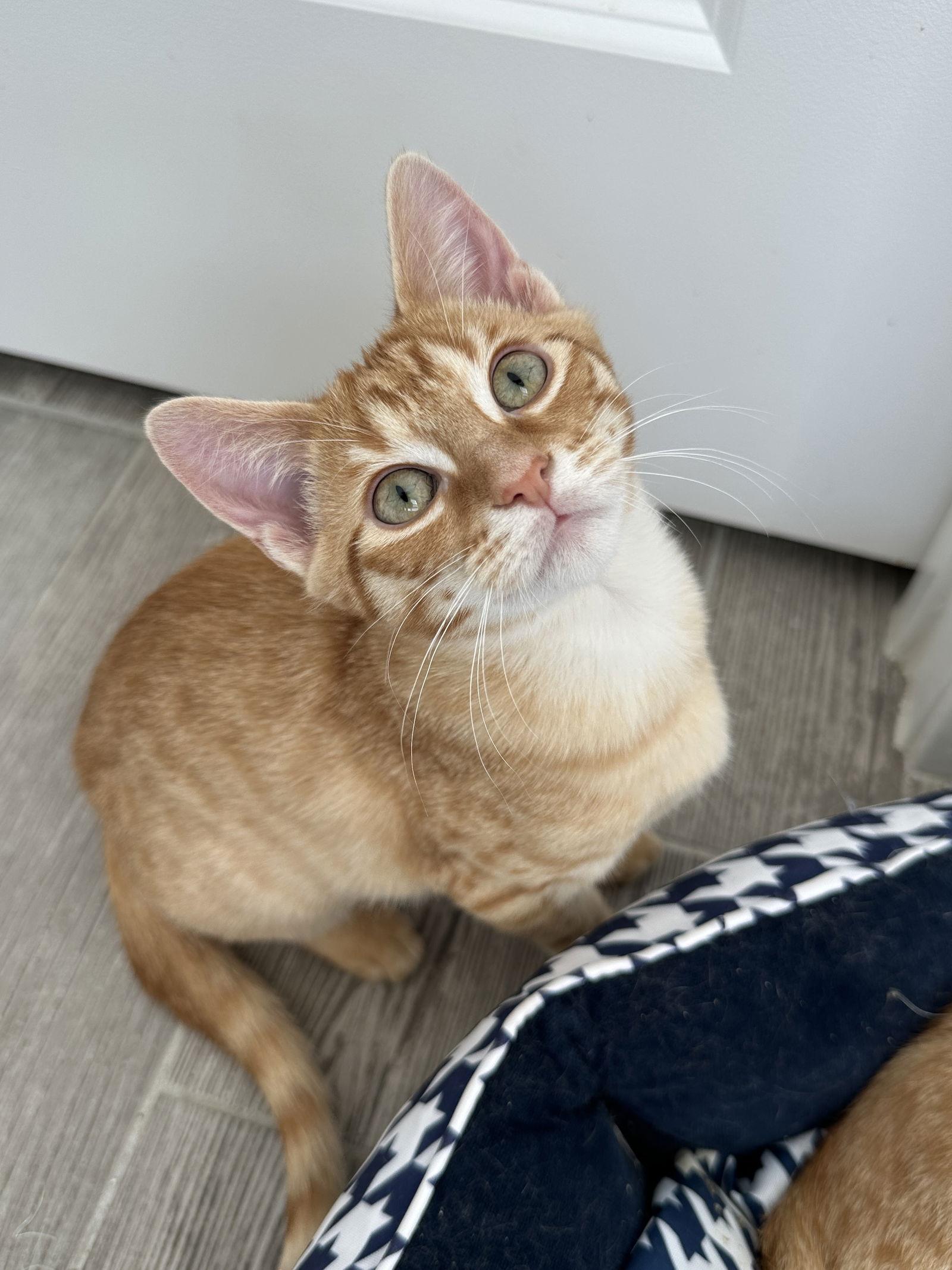 FERB, Adopted, Kitten Male Domestic Short Hair.