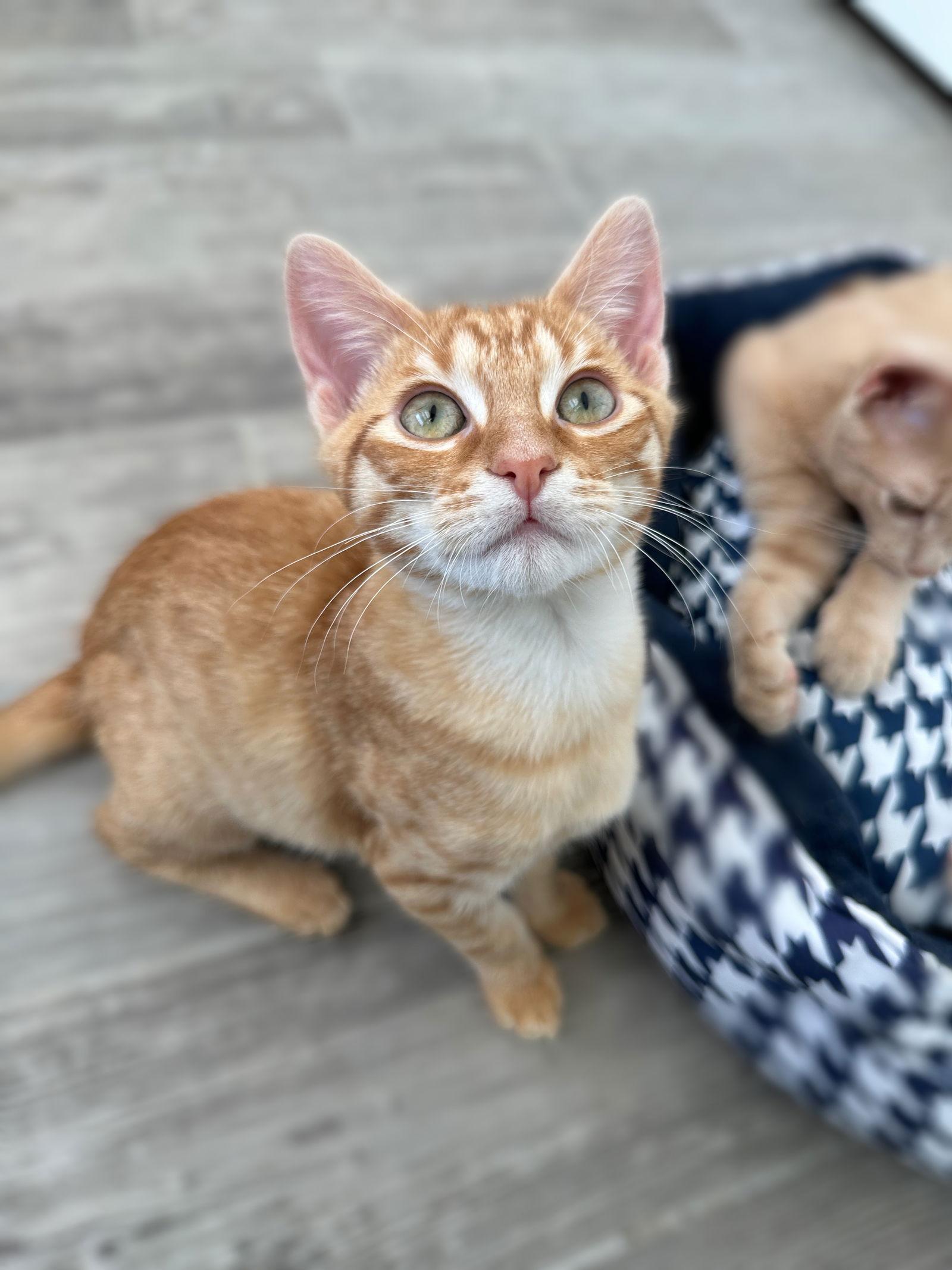 Enlarge FERB, a Adopted Domestic Short Hair in Orlando, FL image 2/2