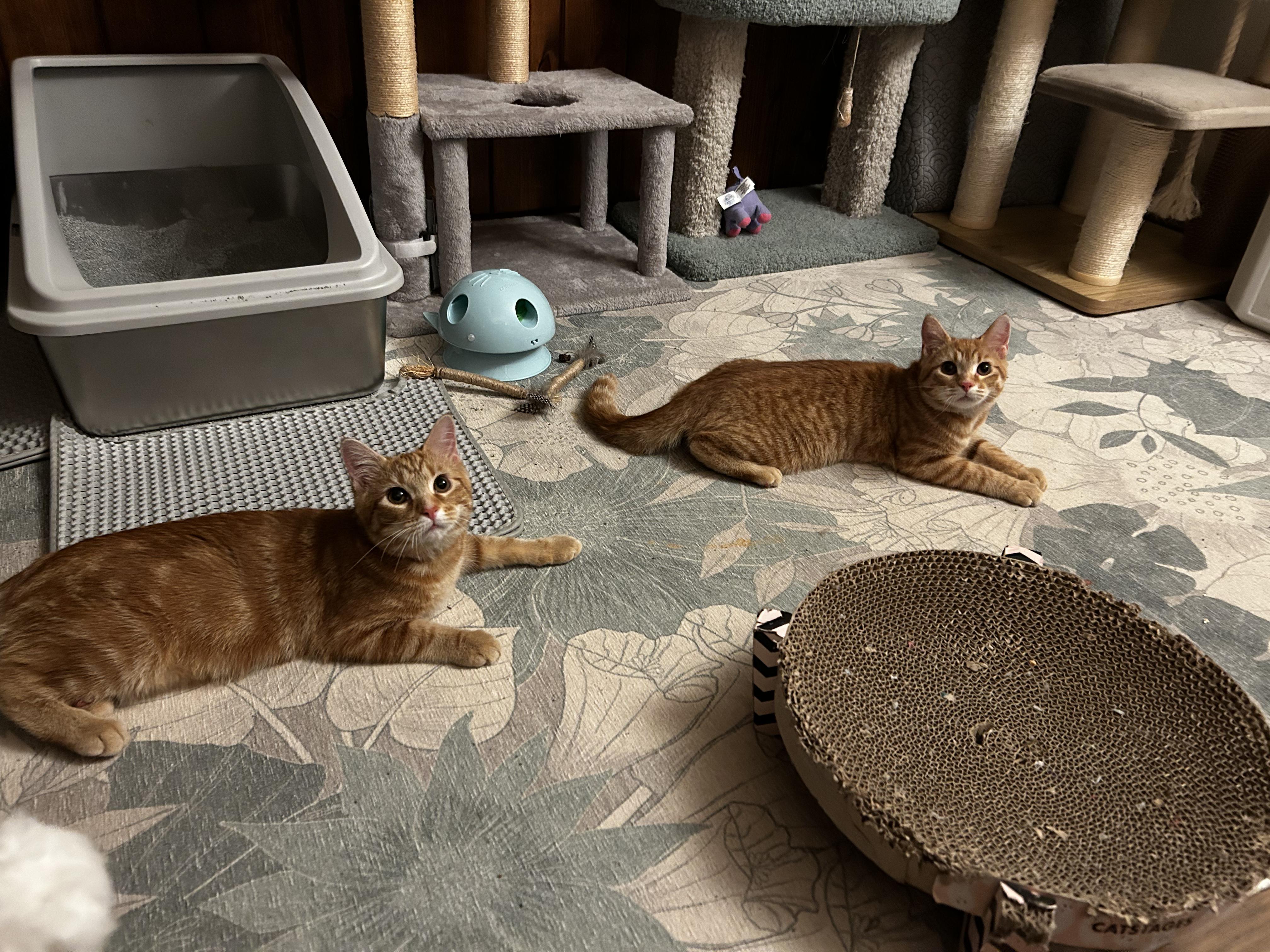 Honey and Sunny, adopted, Kitten Female Domestic Short Hair.