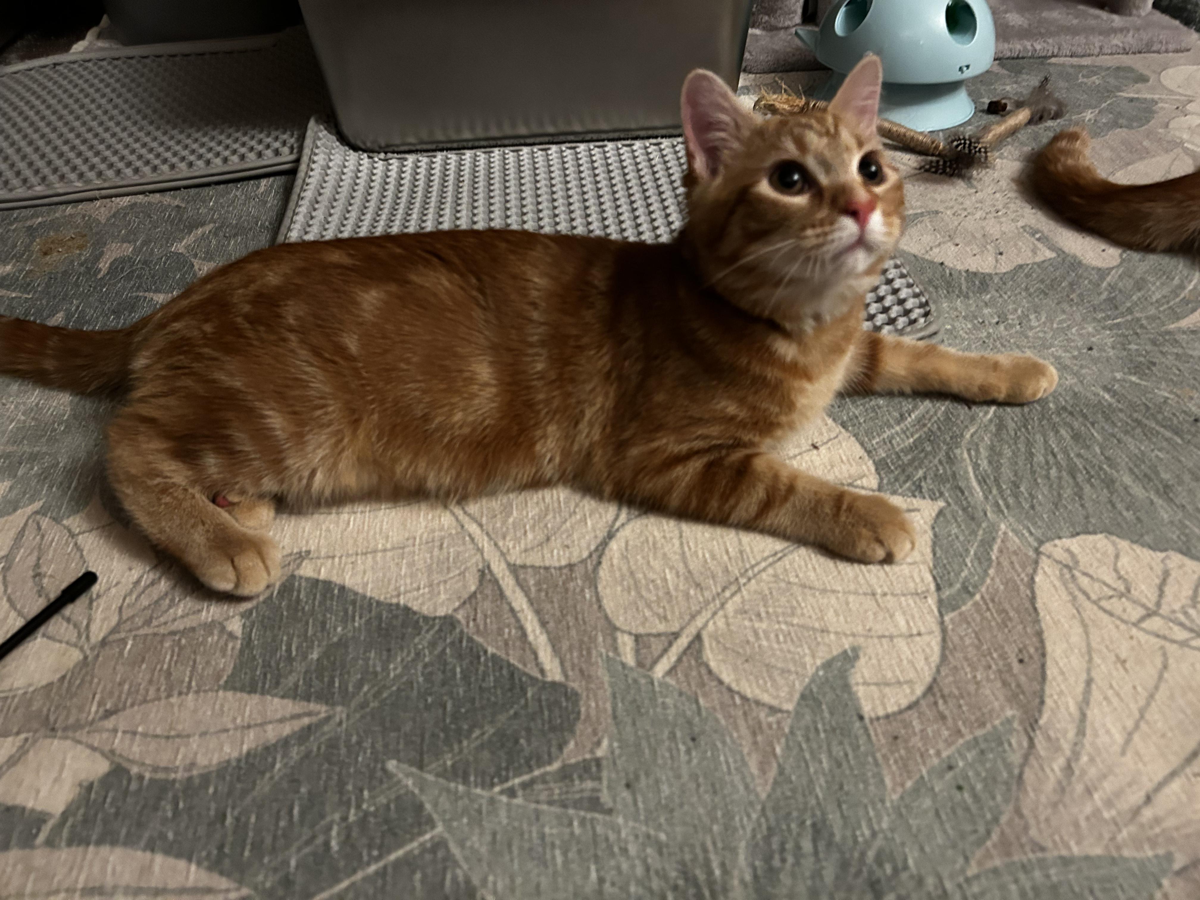 Enlarge Honey and Sunny, an adopted Domestic Short Hair in Warminster, PA image 4/6