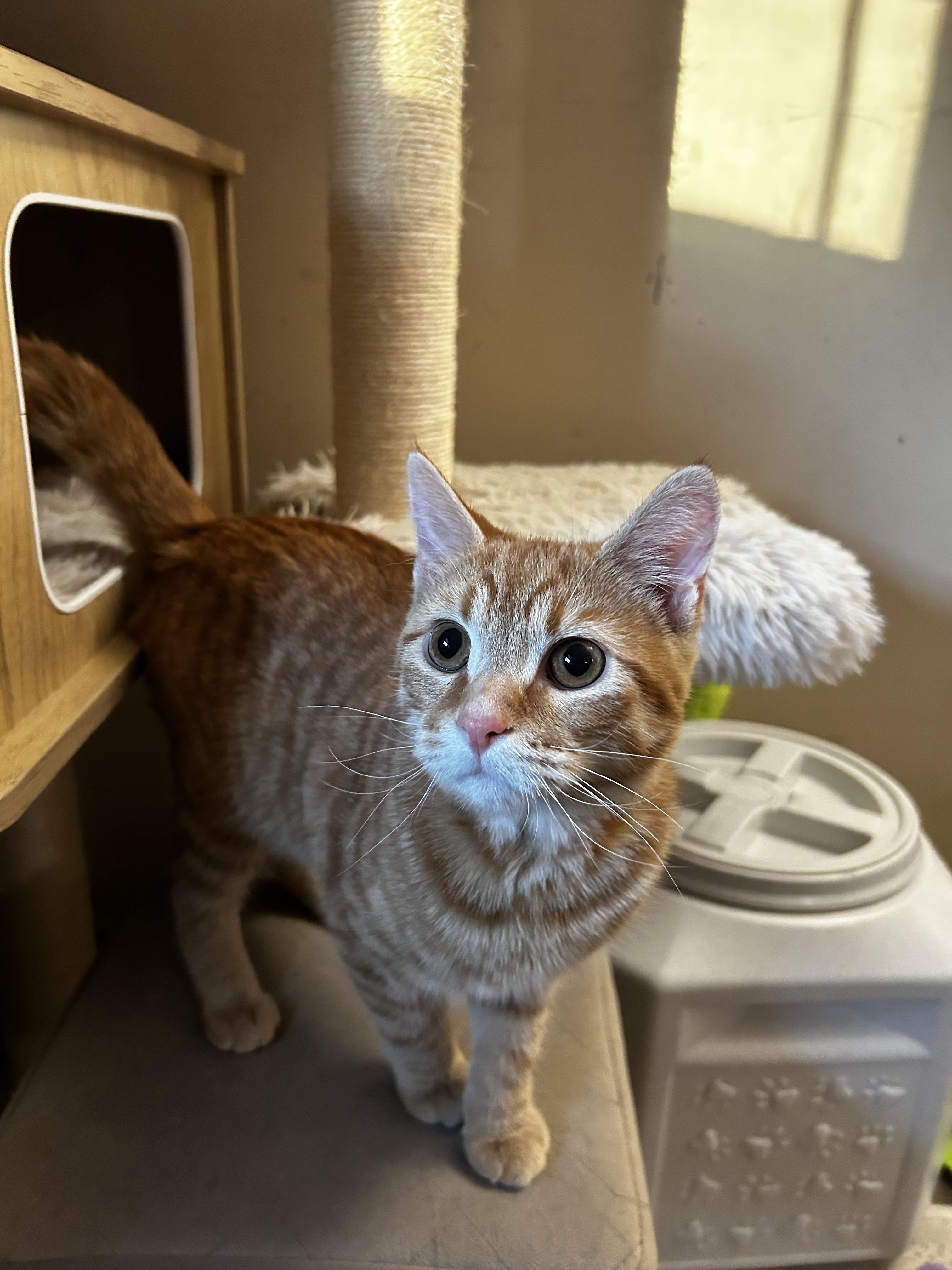Enlarge Honey and Sunny, an adopted Domestic Short Hair in Warminster, PA image 3/6