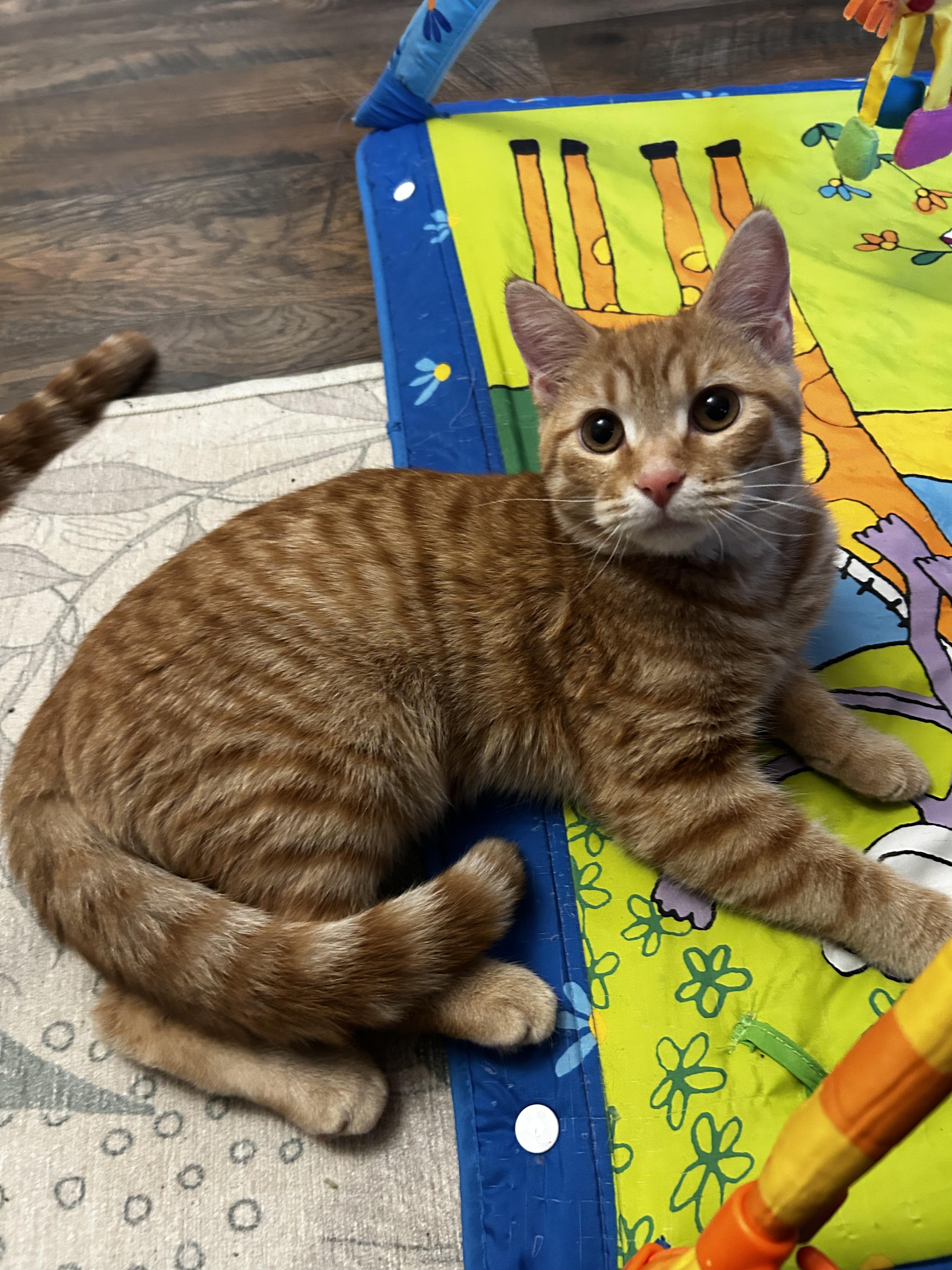 Enlarge Honey and Sunny, an adopted Domestic Short Hair in Warminster, PA image 2/6