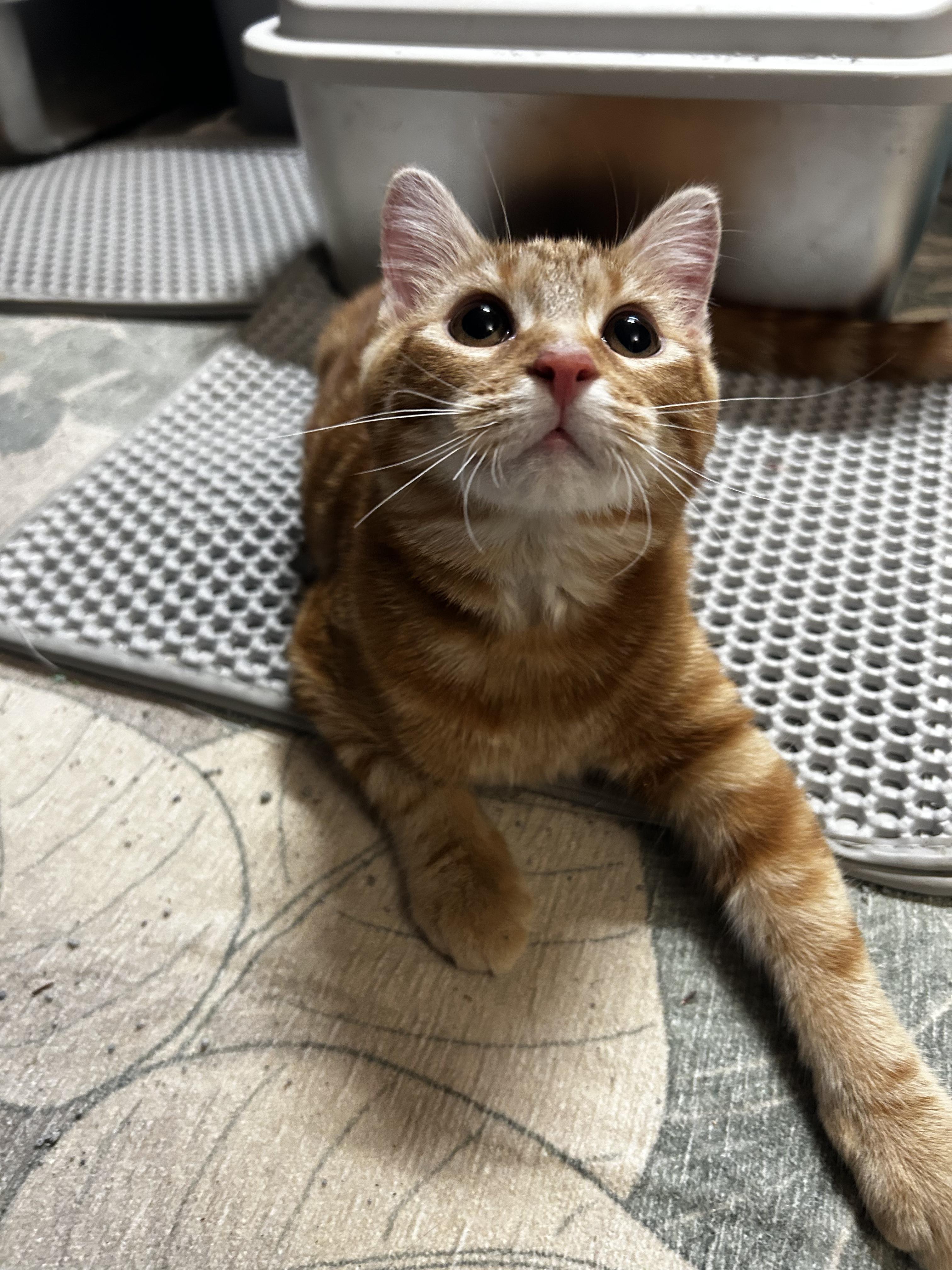 Enlarge Honey and Sunny, an adopted Domestic Short Hair in Warminster, PA image 5/6