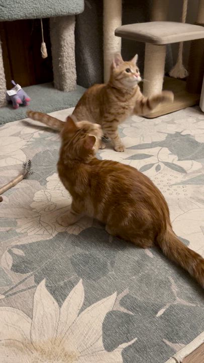 Enlarge Honey and Sunny, an adopted Domestic Short Hair in Warminster, PA video 6/6