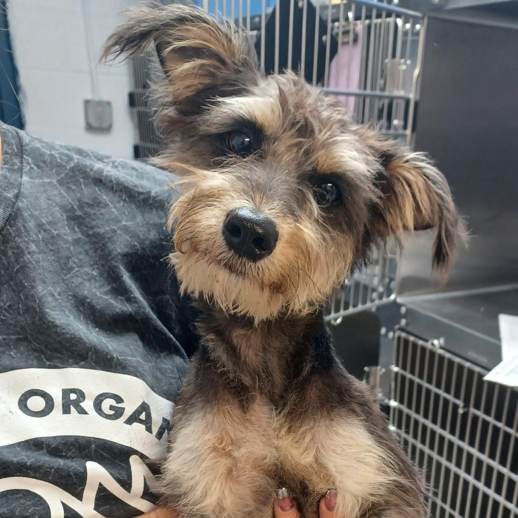 Chestnut, Adoptable, Young Male Miniature Schnauzer & Yorkshire Terrier.